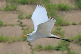 Great Egret