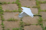 Great Egret