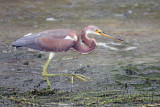 Tricolored Heron 