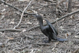 Little-black Cormorant