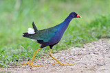 Purple Gallinule