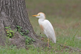 Cattle Egret 