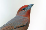 Hepatic Tanager