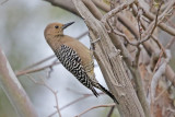 Gila Woodpecker