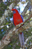 Crimson Rosella