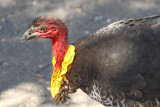 Australian-brush Turkey