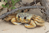 Ghost Crab