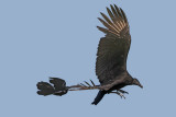 Black Vulture