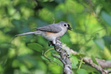 Tufted Titmouse