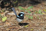 Superb Fairy-wren