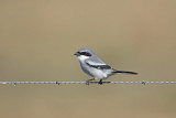 Loggerhead Shrike