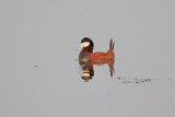 Ruddy Duck