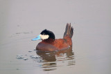 Ruddy Duck