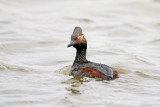 Eared Grebe