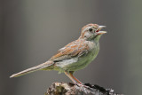 Bachmans Sparrow 