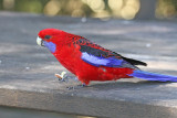 Crimson Rosella