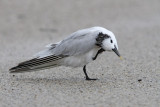 Sandwich Tern