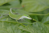 Green Anole