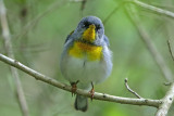 Northern Parula