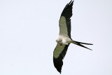 Swallow-tailed Kite