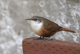 Canyon Wren 