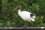 Australian-white Ibis