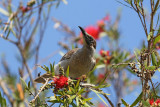 Little Friarbird