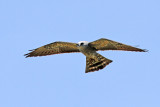 Mississippi Kite