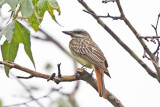 Sulphur-bellied Flycatcher 