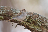 Chipping Sparrow