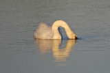 Mute Swan