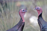 Wild Turkey