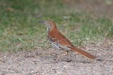 Brown Thrasher