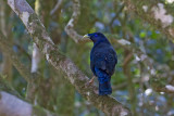 Satin Bowerbird