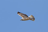 Red-tailed-Hawk (Kriders)
