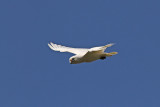 Little Corella