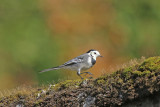 White/Pied Wagtail 