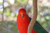 Australian King-Parrot