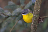 Eastern Yellow Robin