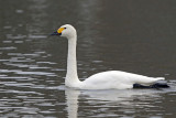 Bewick's Swan 