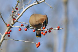 Cedar Waxwing