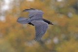 Common Raven 