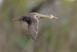 Mottled Duck