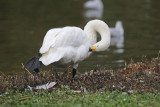 Bewick's Swan 