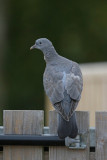 Common Wood Pigeon  