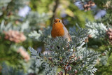 European Robin 