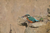 Common Kingfisher