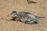 Greater Roadrunner 