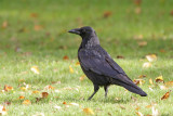 Jays, Crows, Magpies, Ravens