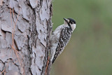 Red-cockaded Woodpecker